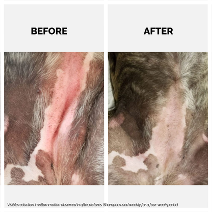 Xtra Nourish Medicated Shampoo for Dogs & Cats | 900ml