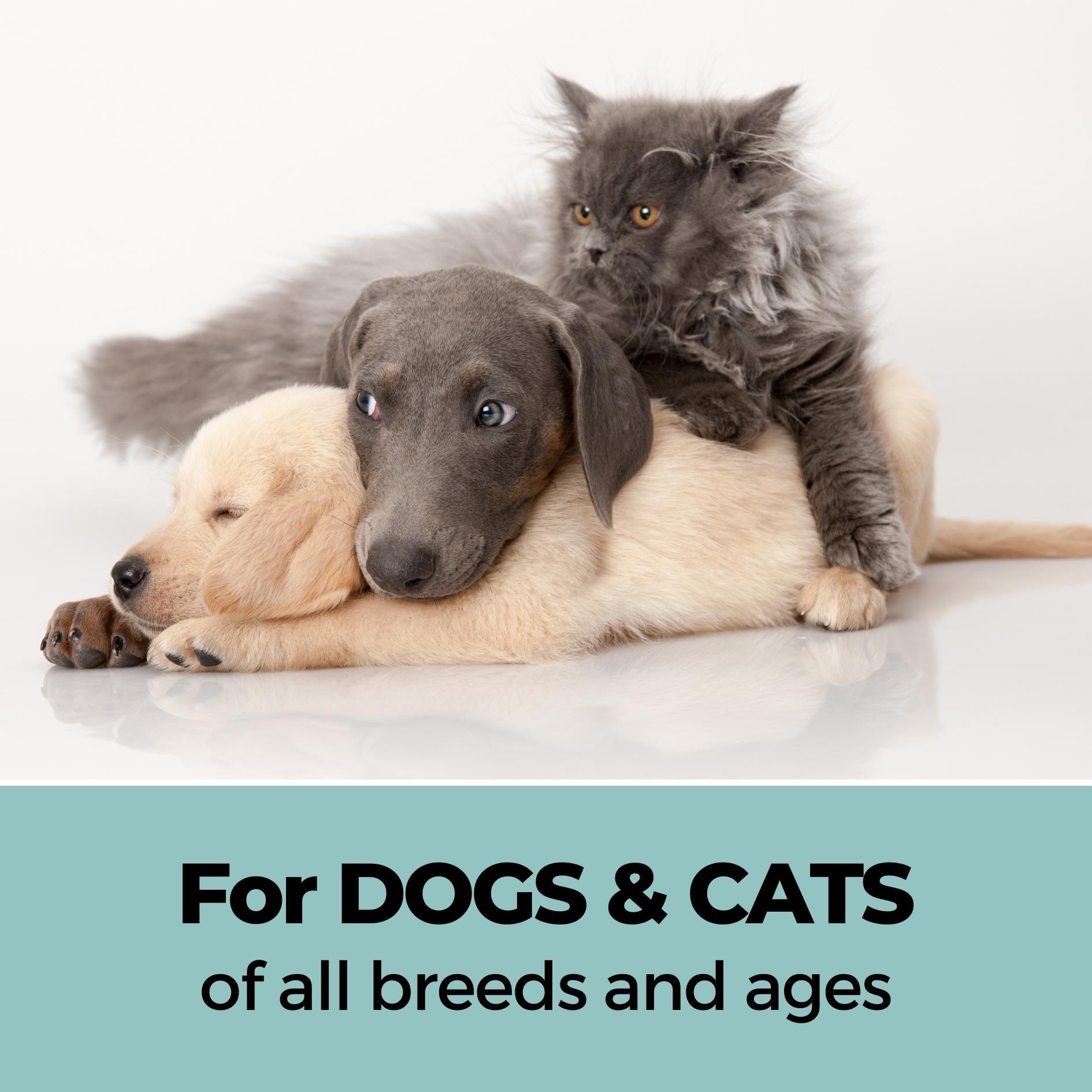 cat pet shop near me