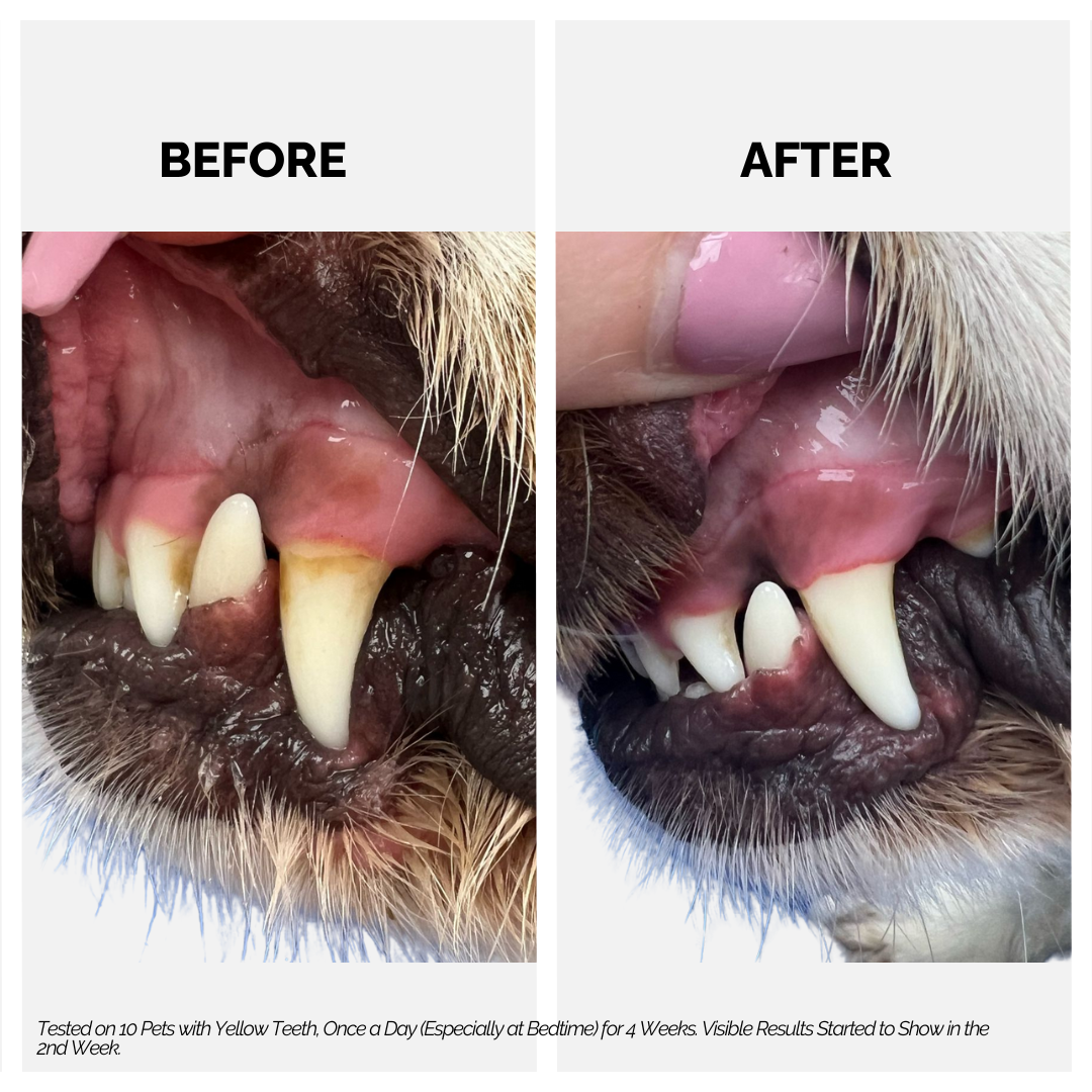 Moe Puppy Dental Spray, before and after of the dog teeth