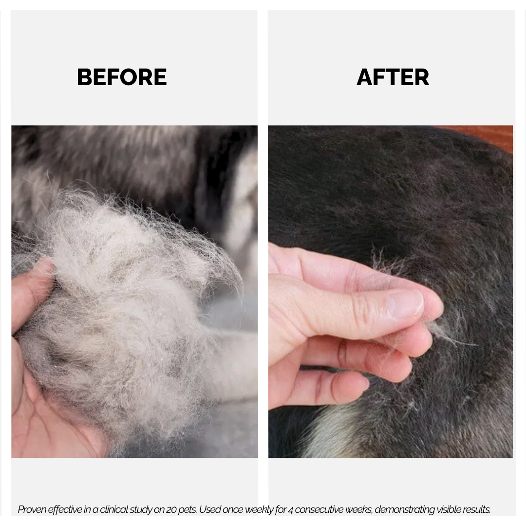 Skin Dogs With No Hair Fall Alopecia In Dog Scratching Losing Hair