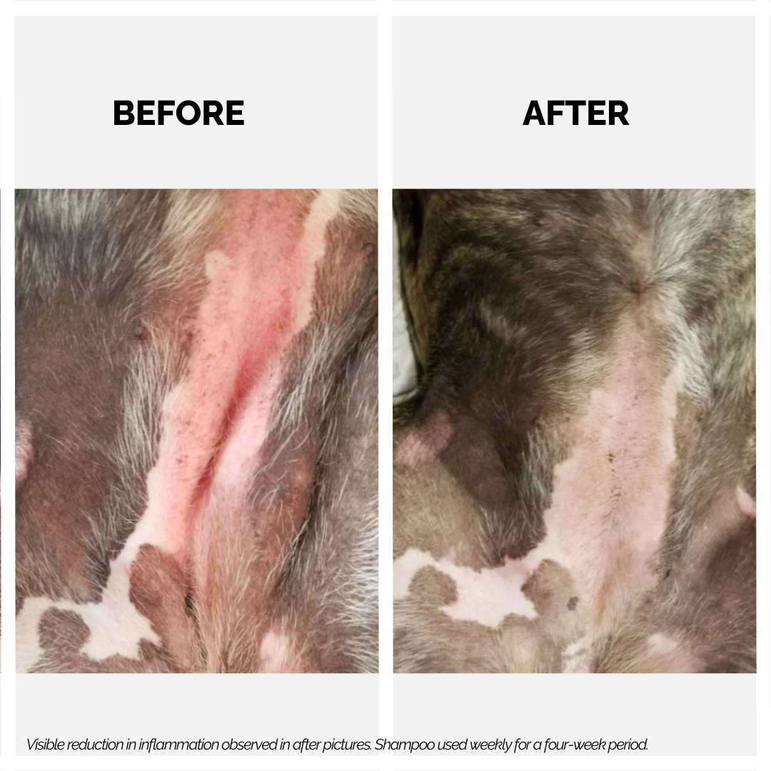 Moe Puppy Xtra Nourish Medicated Shampoo for Dogs & Cats, before and after of dog fur