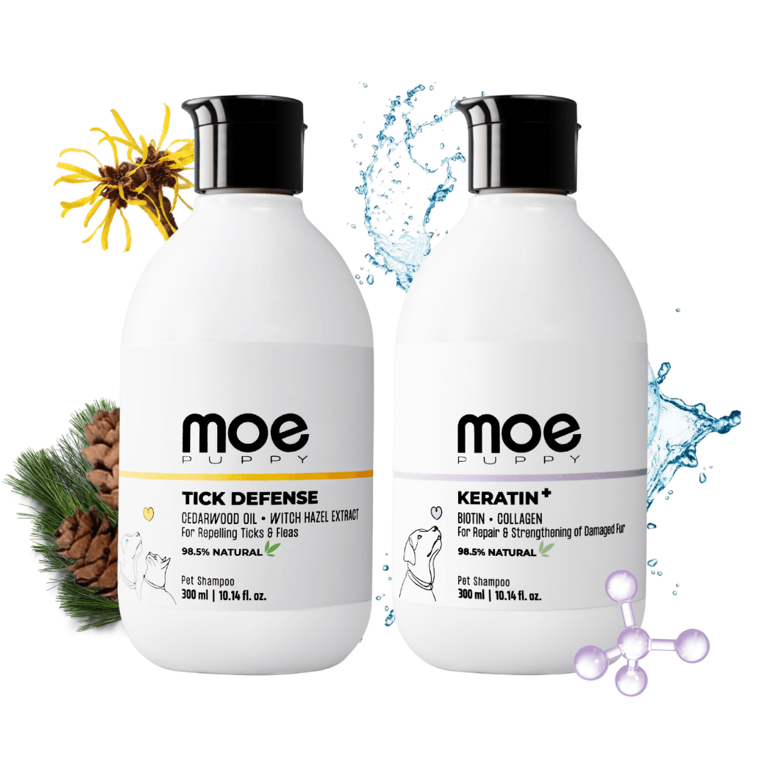 persian cat shampoo
