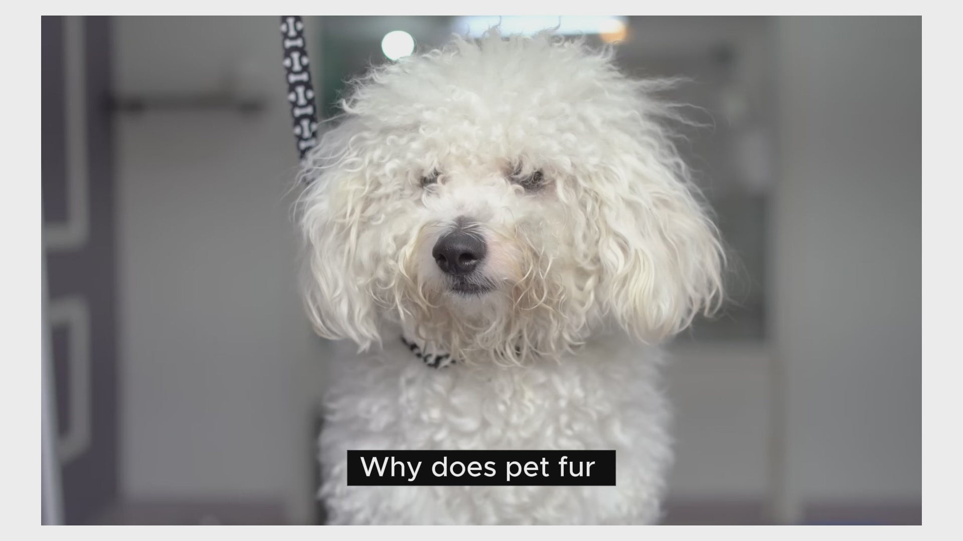 moe puppy shampoo+conditioner is help in both conditioning and deep cleaning